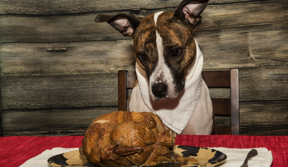Dog looking at food in the plate