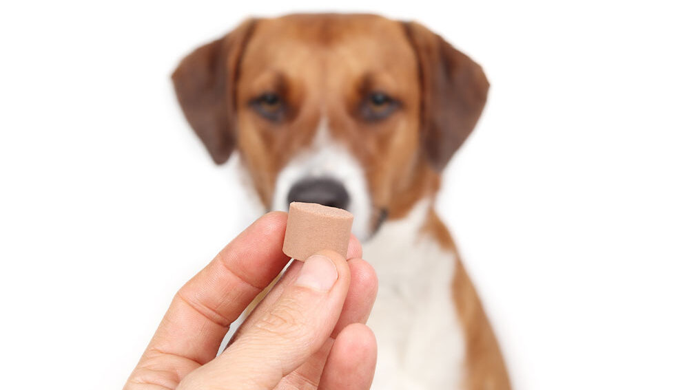 A close-up of a hand holding a brown, cylindrical chewable tablet or treat in front of a blurred brown and white dog.