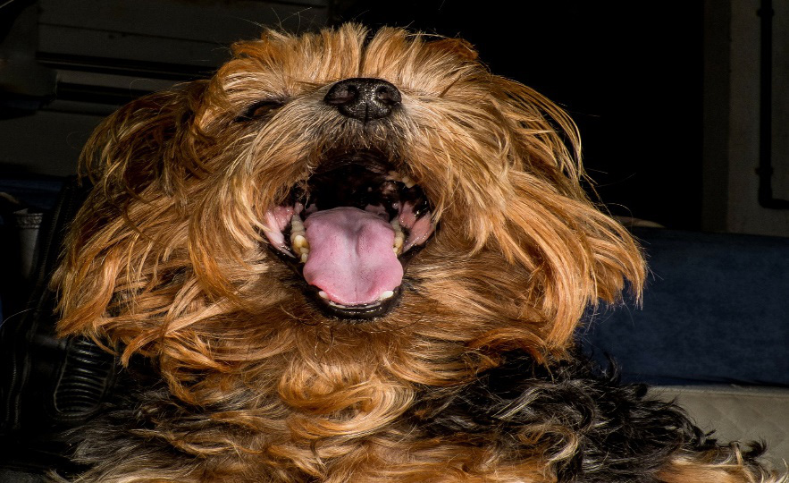 golden brown dog