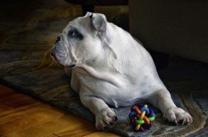 SeniorDogs11