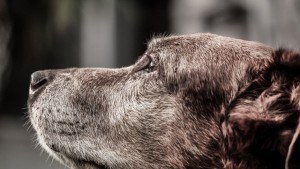 SeniorDogs2