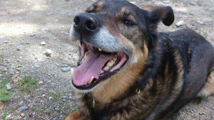 SeniorDogs3