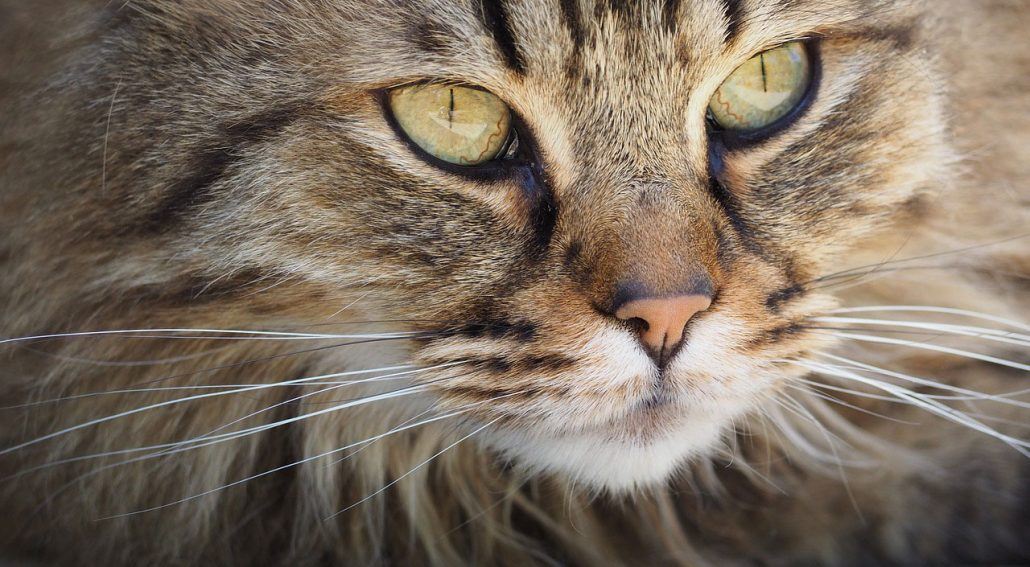 brown cat close up face
