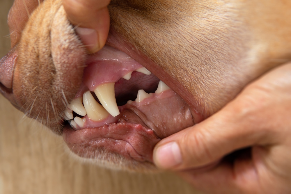 Close-up of a Labrador's teeth being examined for tartar buildup during a veterinary dental checkup.