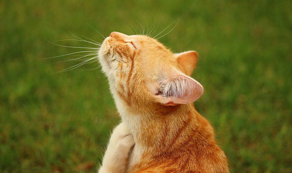 golden cat feeling air
