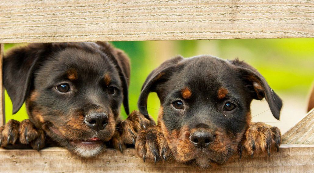 Two cute puppies looking through wooden fence