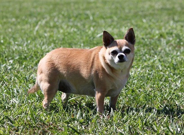 Healthy dog on the grass