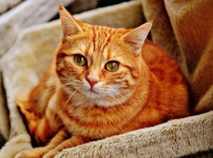 seniorcats3